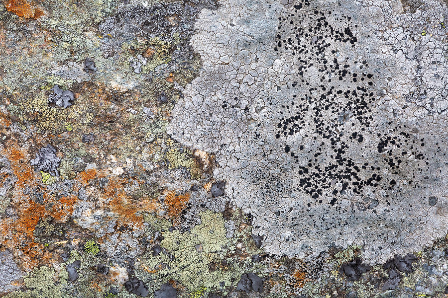 lichen XVII Photograph by Milan Gonda