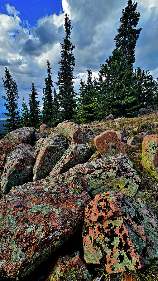 Lichens along Pikes Peak Highway Photograph by Ray Mathis Lichens along Pikes Peak Highway Photograph by Ray Mathis