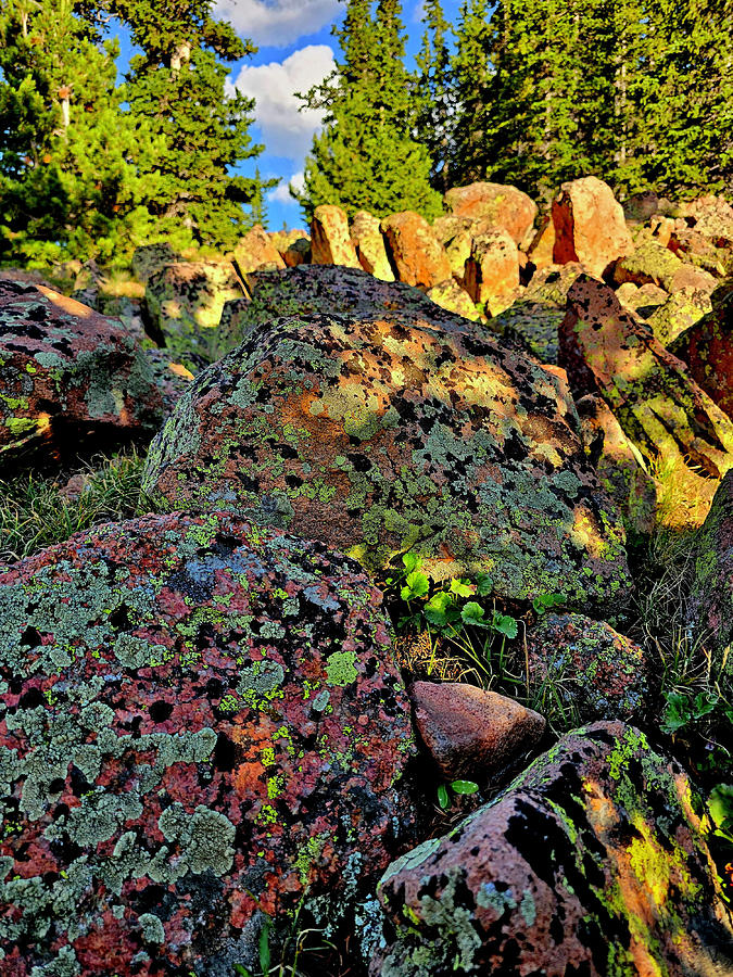 Lichens In Pike Forest Photograph