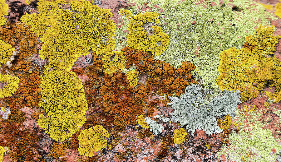 Lichens on a Rock Mixed Media by Lorena Cassady