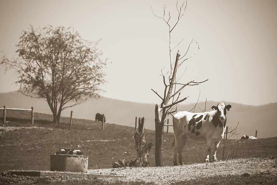 Cow Photograph - Licking Her Chops Sepia by Jim Love
