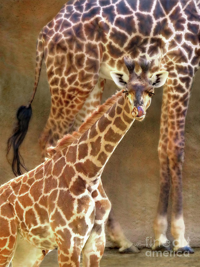 Animal Photograph - Licks and Love Giraffe by Jennie Breeze