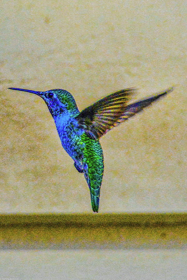 Lidias Summer Hummingbird Photograph by Tommy Anderson