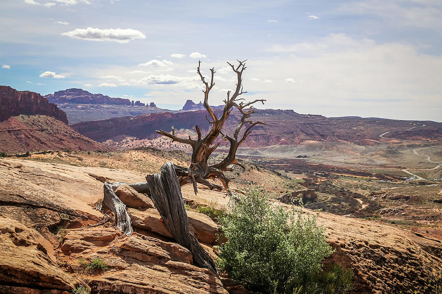 Life And Death In Arches National Park Photograph by Alberto Zanoni