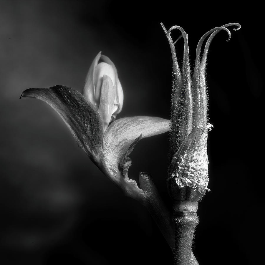 Life and Death of Columbine Flowers Photograph by Tom Mc Nemar - Pixels