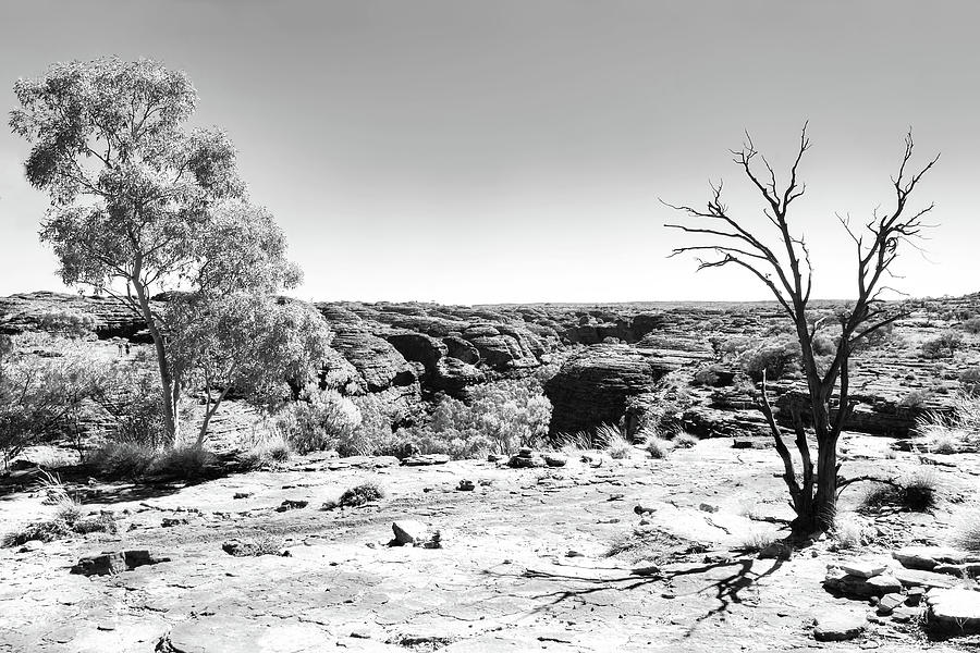 Life and Death on Kings Canyon - BW Photograph by Lexa Harpell