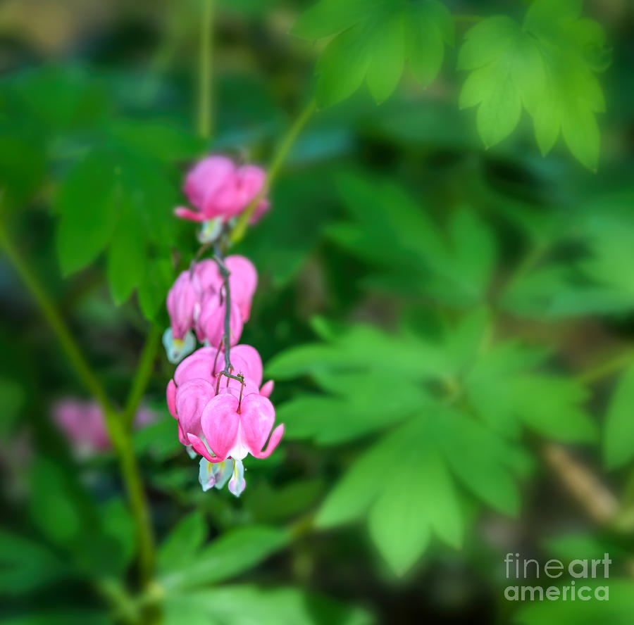 Life Bursts With Miracles - Bleeding Hearts Photograph by Kerri Farley