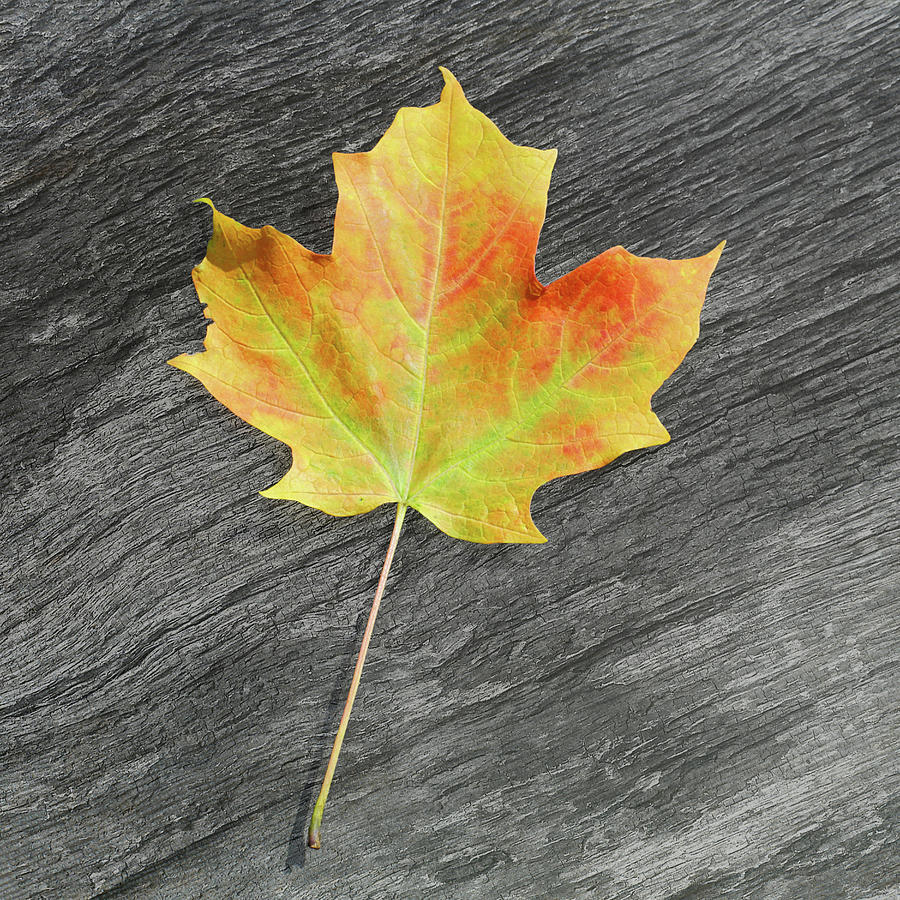 Life Cycle of a Maple Leaf Photograph by Kathi Mirto