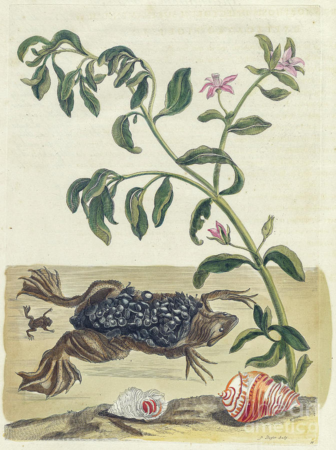 Life cycle of frogs by Maria Sibylla Merian p1 Photograph by Historic illustrations