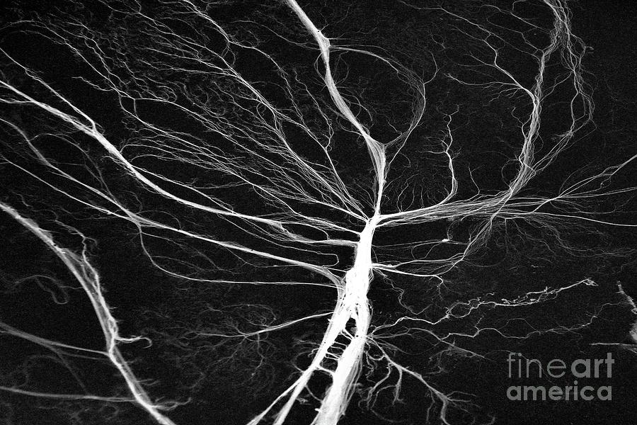 Black And White Photograph - Life Force by Lauren Leigh Hunter Fine Art Photography