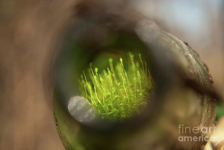 Life in a Bottle Abstract Nature Photograph Photograph by PIPA Fine Art - Simply Solid