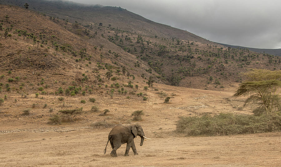Life in Ngorongoro Crater, Tanzania Photograph by Marcy Wielfaert