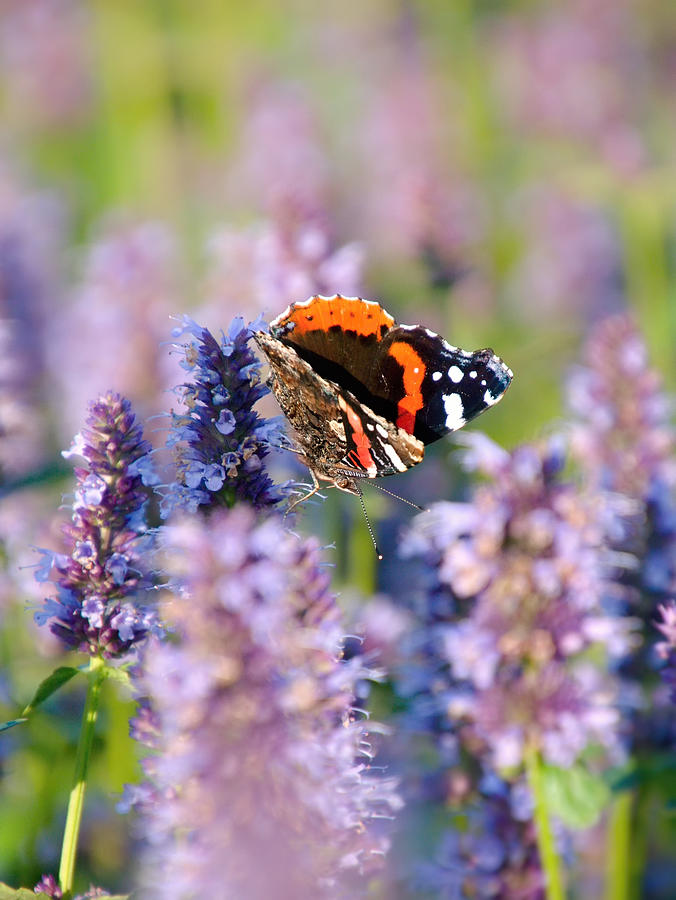 Life in the flower garden 8 Photograph by Jaroslav Buna