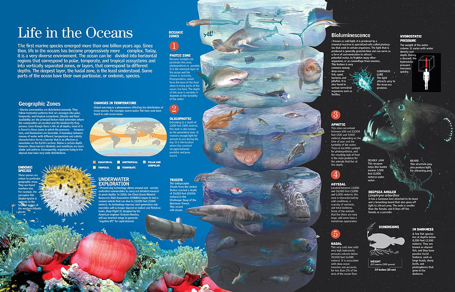 Geography Digital Art - Life in the oceans by Album