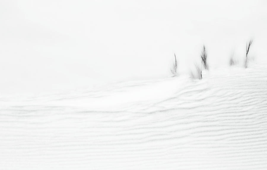 Life in the Sand Dune Photograph by Angelika Vogel