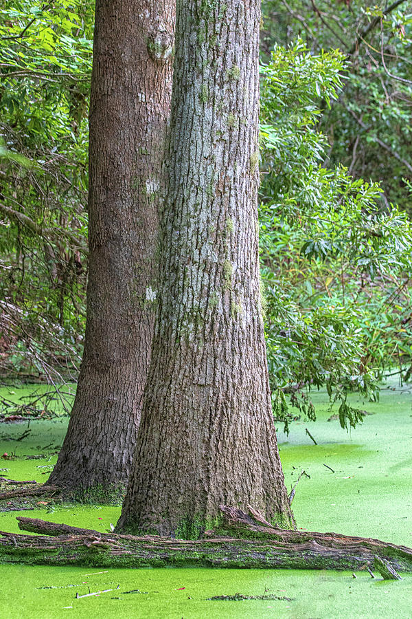 Life in the Swamp - Emerald Isle Woods Park Photograph by Bob Decker
