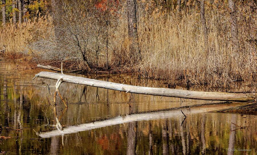 Life in the Wetlands Photograph by Kathi Isserman Life in the Wetlands Photograph by Kathi Isserman