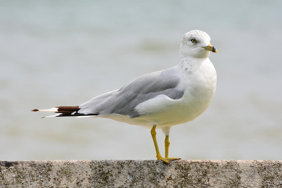 Seagull Photograph - Life Is A Balancing Act by Richard Andrews