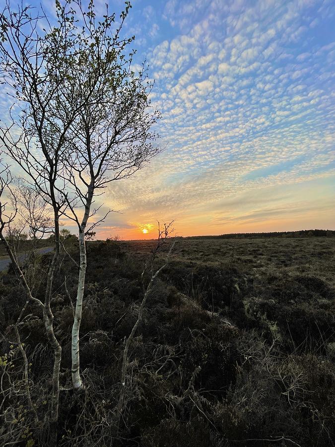 Life is A Birch and So is the Sundown Photograph by Six Months Of Walking