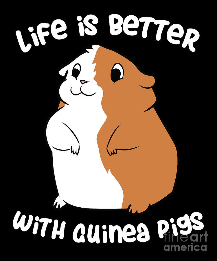 guinea pig love