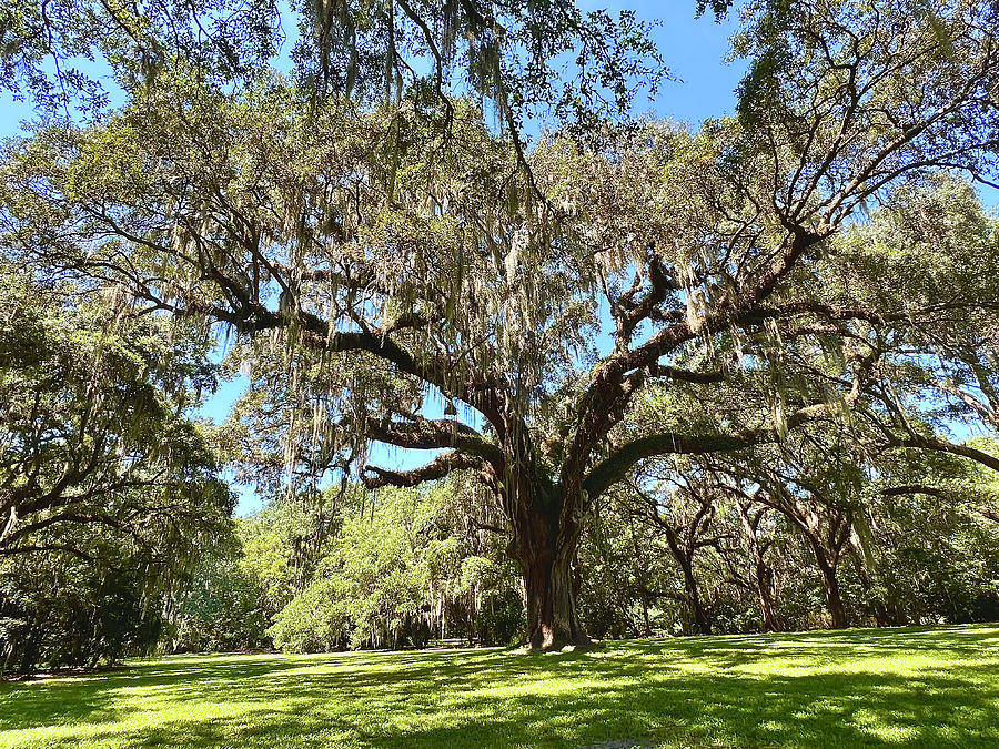 Life of a Live Oak Photograph by Megan Carroll - Fine Art America