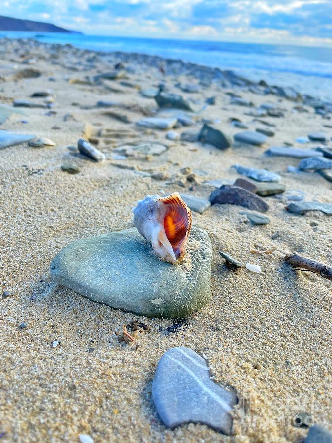 Life of a Shell Photograph by Maya Mey Aroyo