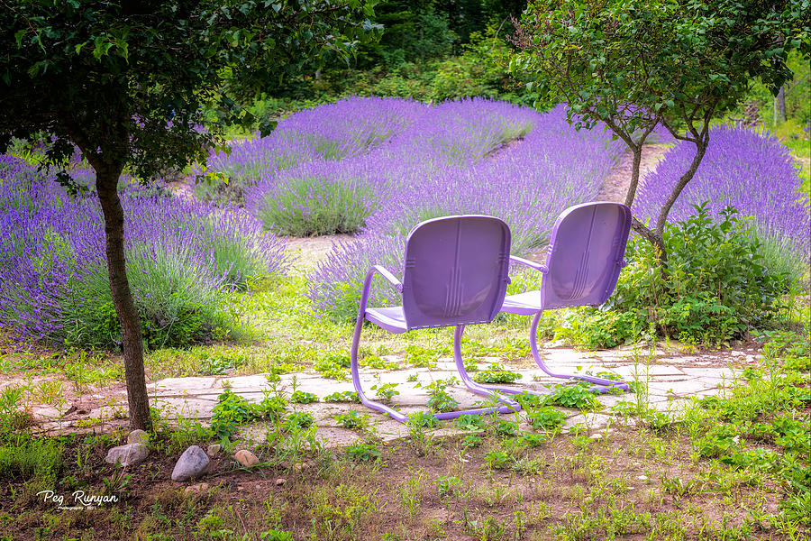 Life of Lavender Photograph by Peg Runyan
