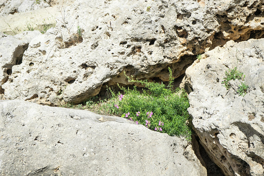 Life On Bare Rock - Miniature Crevice Garden Photograph