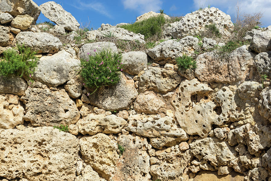 Life On Bare Rock - Vertical Herb Garden On Antique Stone Wall Photograph
