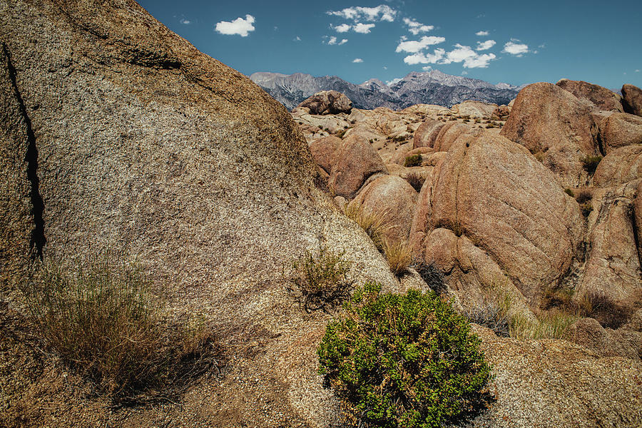 Life On The Rocks Photograph by Gene Garnace