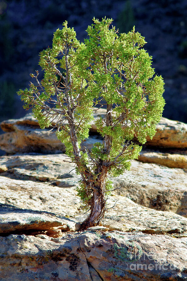 Life On The Rocks, Hovenweep National Monument Photograph by Douglas ...