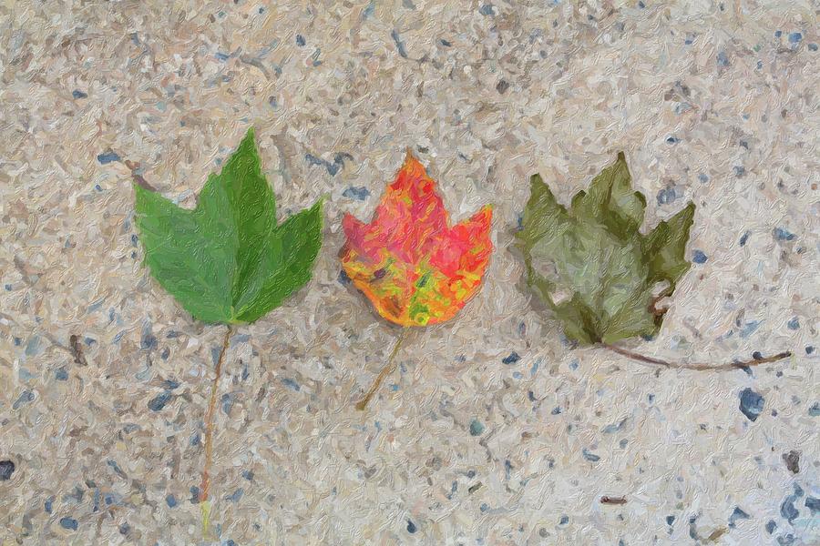 Lifecycle of a Leaf Photograph by Carolyn Ann Ryan