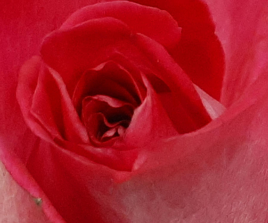 Lifespan of a Rose Collection 16 Photograph by Brad Havens Pixels