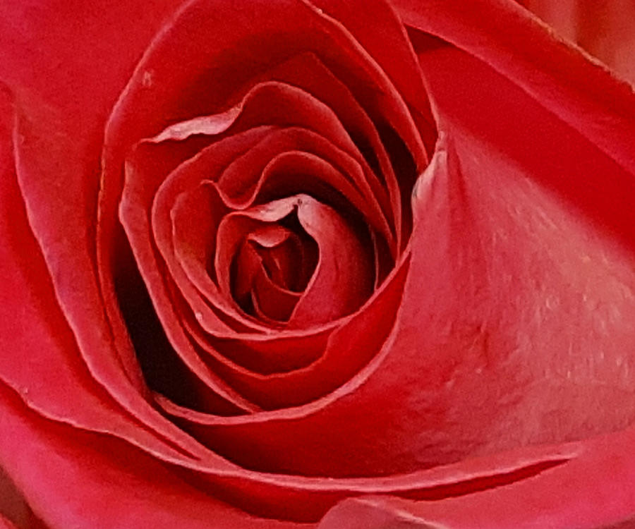 Lifespan of a Rose Collection 19 Photograph by Brad Havens Fine Art