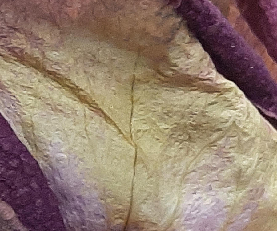 Lifespan of a Rose Collection 21 Photograph by Brad Havens Fine Art