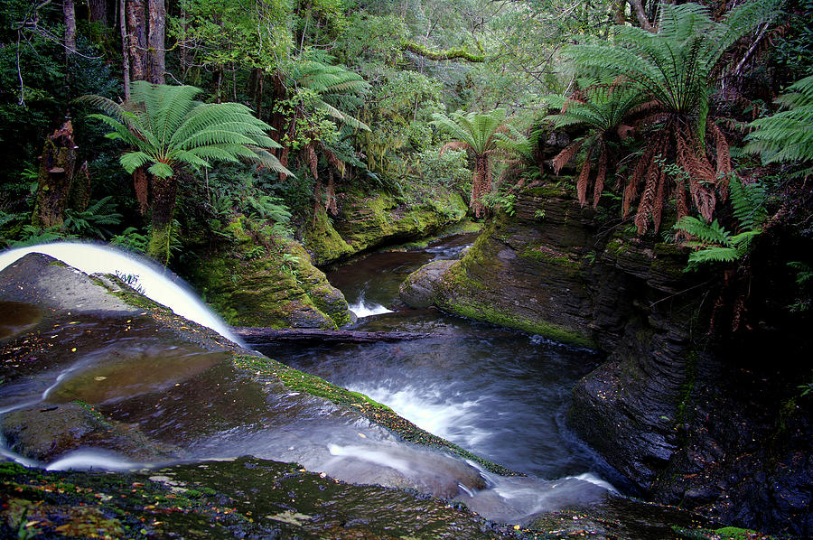 Liffey Falls, Tasmania, Australia Digital Art by Cameron Gray