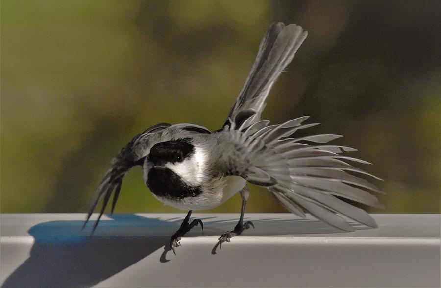 - Lift Off - Black-capped Chickadee Photograph by THERESA Nye
