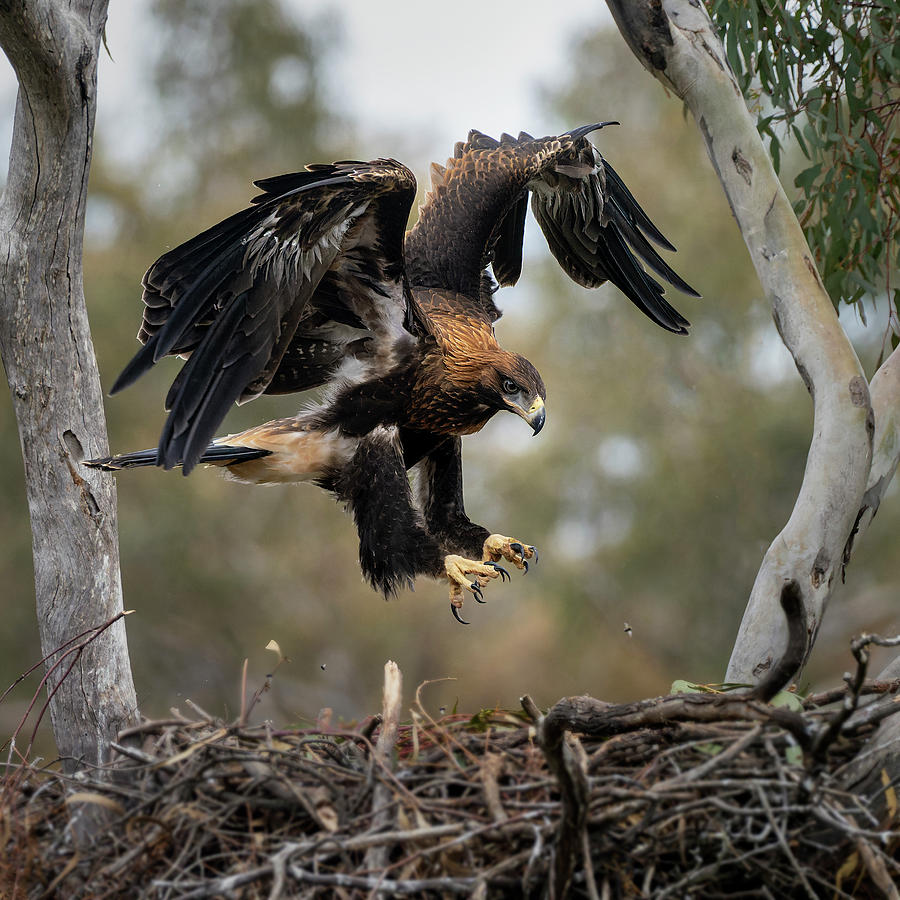 Lift Off Photograph by Graham Gall - Fine Art America