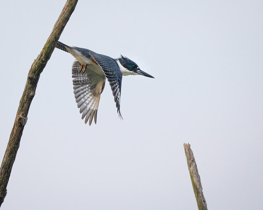 Kingfisher Photograph - Lift-off by Ray Silva