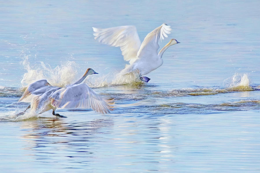 Lift Off - Trumpeter Swans Photograph by Nikolyn McDonald
