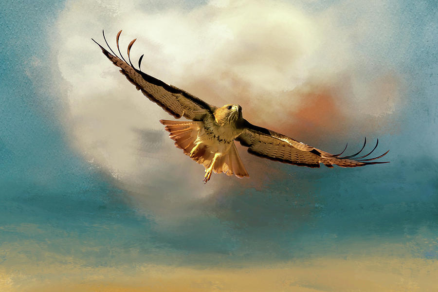 Hawk Photograph - Lifting Off Into the Clouds by Donna Kennedy