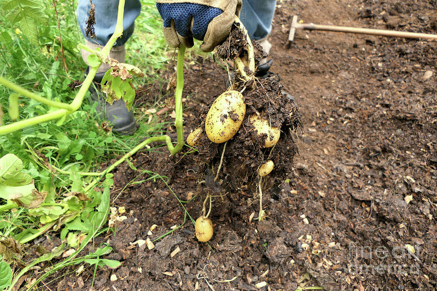 Lifting Potatoes Photograph by Stephen Farhall Pixels