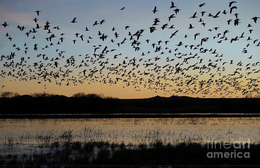 Liftoff At Bosque Del Apache Photograph by Sandra Bronstein