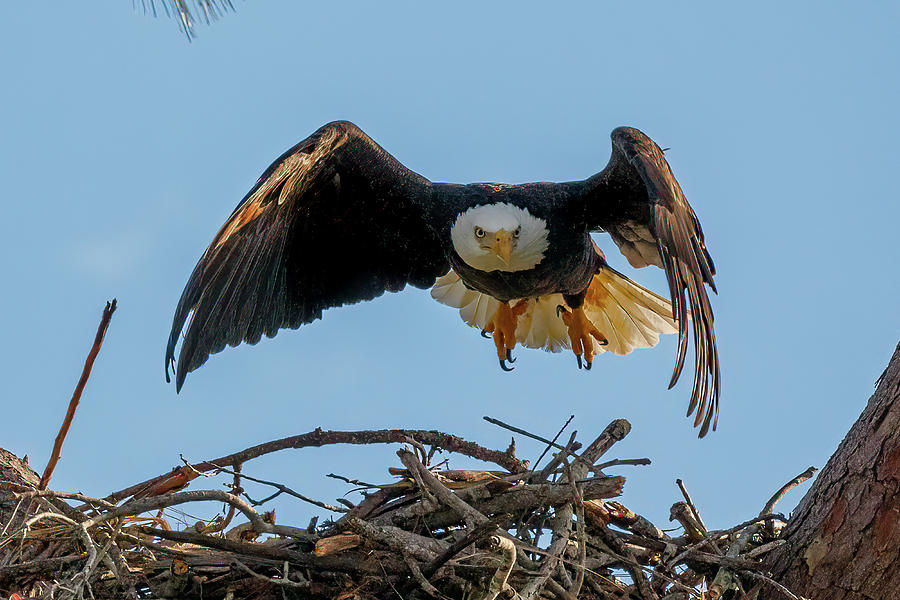 Liftoff Bald Eagle Photograph by Les Greenwood