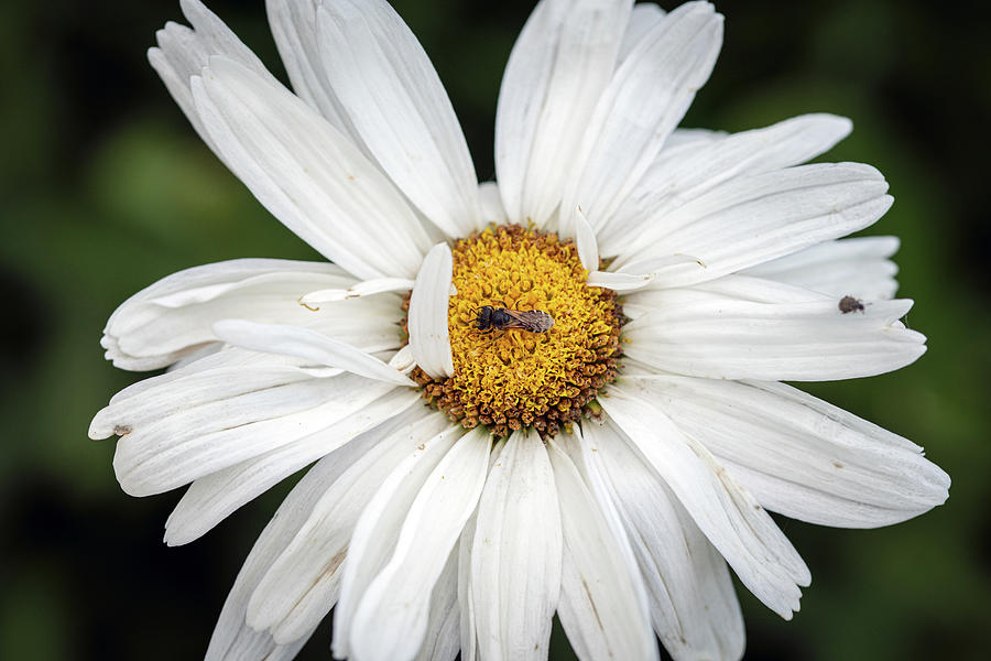 Ligated Furrow Bee on a Shasta Daisy Photograph by Robert J Wagner