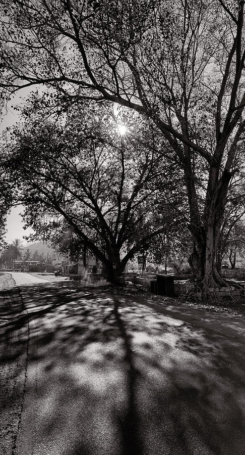 Tree Photograph - Light , Branches and shadow by Krishnan Srinivasan