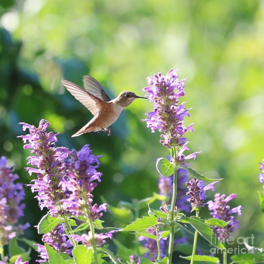 Light and Airy Hummingbird in Agastache Photograph by Carol Groenen