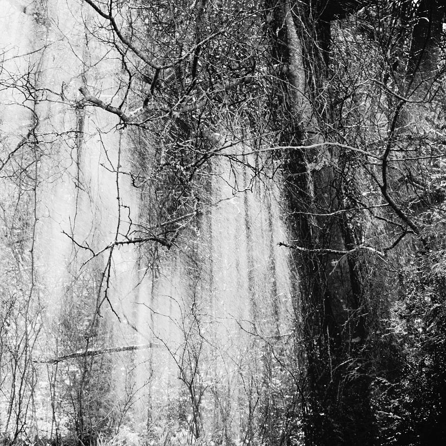 Light and Dark Foggy Trees Black and  White Photograph by Gaby Ethington