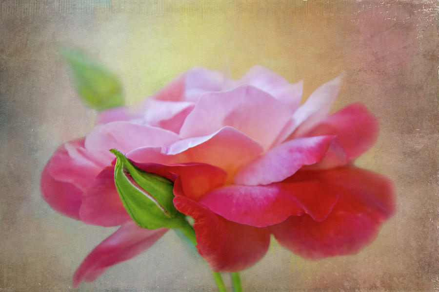 Light and Deep Rose Digital Art by Terry Davis