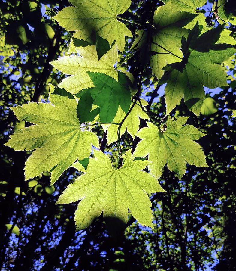 Light and Leaves Photograph by Darrell MacIver